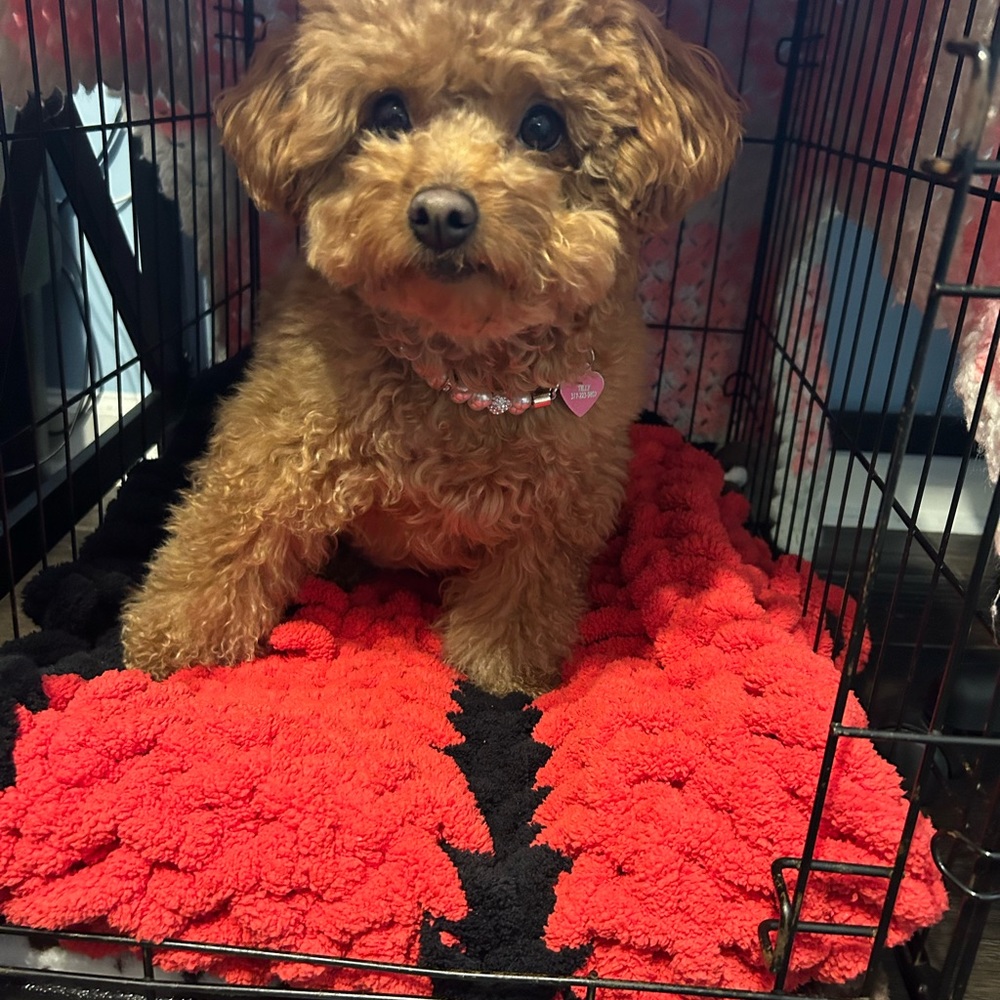 Red and black dog bed